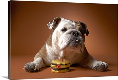 Dog with hamburger