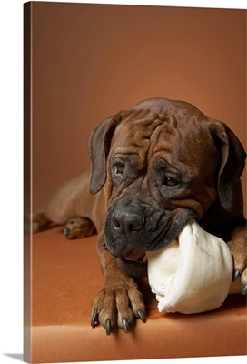 Dog with rubber bone