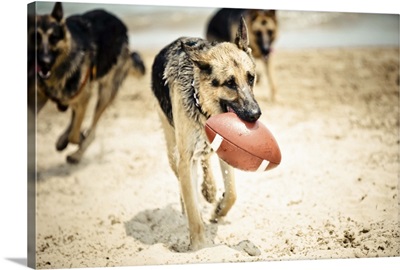 Dogs play with football at Montrose Beach, in Chicago.