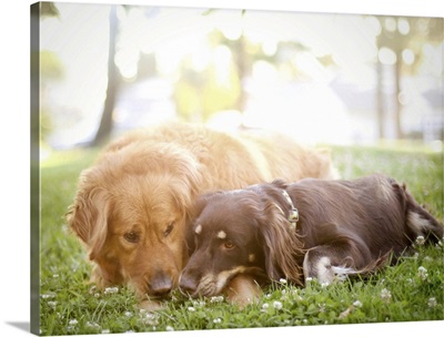 Dogs snuggling on grass.