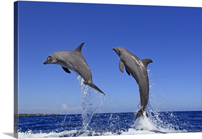Dolphin jumping in unison