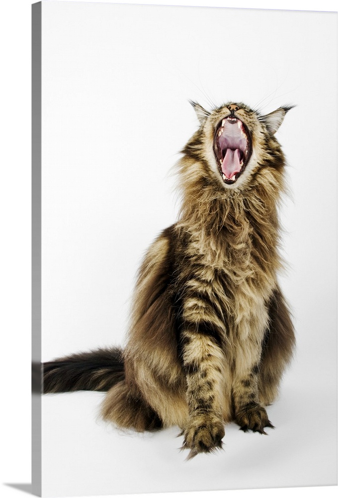 Domestic cat. Brown Classic Main Coon Tabby. Studio shot against white background.