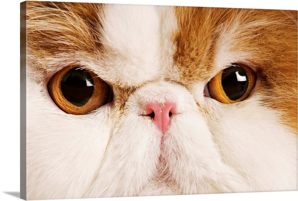 Domestic cat. Calico Harlequin Persian. Close up of face.