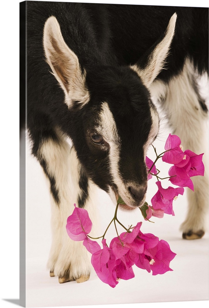 Domesticated British Alpine goat (kid). Black goat with white Swiss markings that has been developed in the United Kingdom...