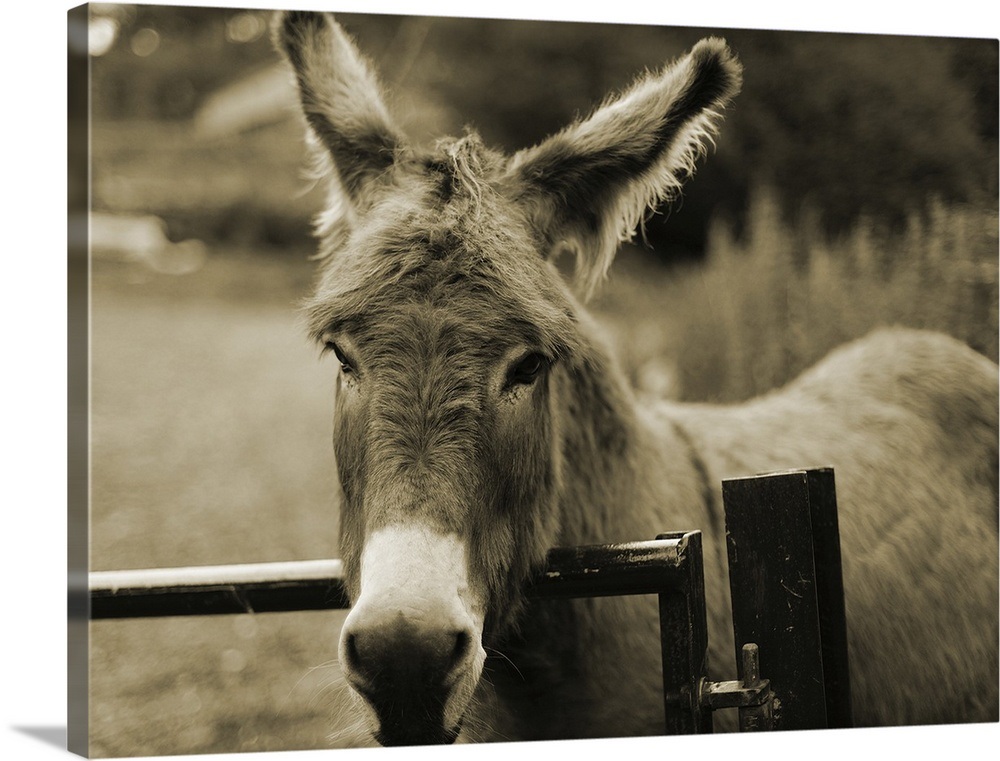 Donkey Wall Art, Canvas Prints, Framed Prints, Wall Peels Great Big