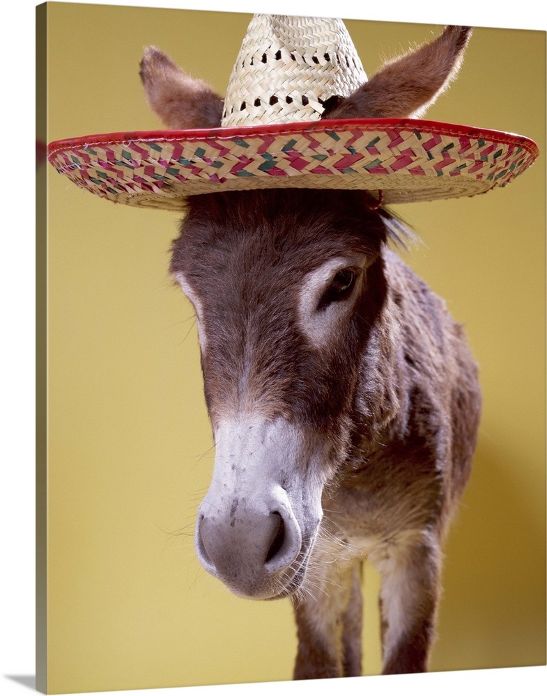 Donkey (Equus hemonius) wearing straw hat Wall Art, Canvas Prints