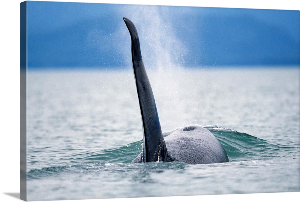 Dorsal fin of an adult male Orca Whale (Orcinus orca) swimming in Frederick Sound, Tongass National Forest, Alaska.