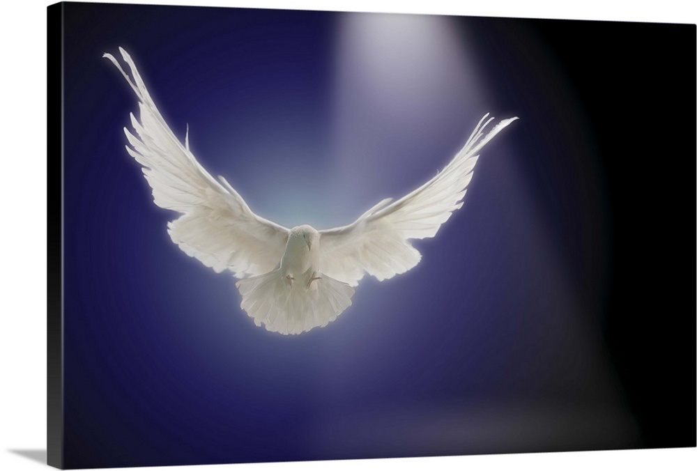 Dove flying through beam of light