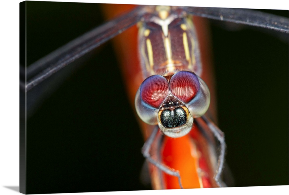 Costa Rica, Carate, Close-up view of Skimmer Dragonfly (Pachydiplax longipennis) on flower along Osa Peninsula