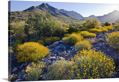 Dramatic early morning light on the blooming flowers in the desert landscape