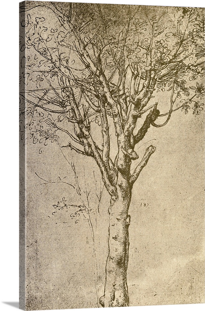 Drawing Of A Tree