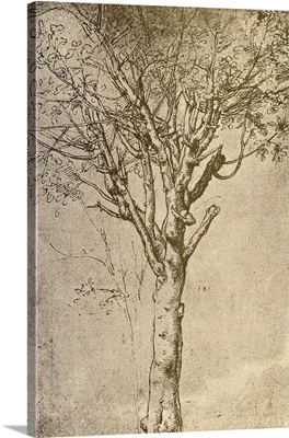 Drawing Of A Tree