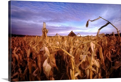 Dried corn field