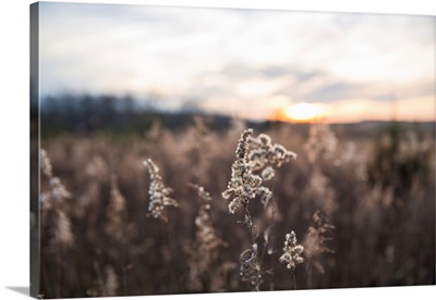 Dried Wild Grass And Country Fields With Winter Sunset