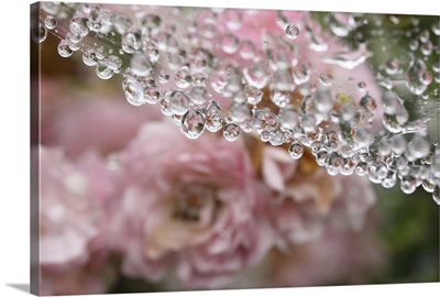 Droplets and roses