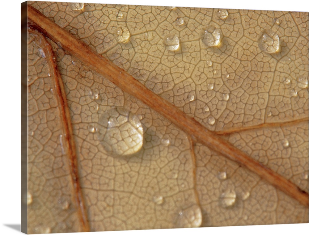 Droplets on a leaf, close-up