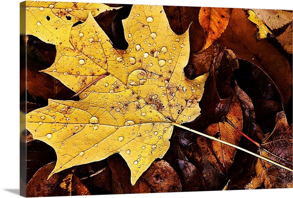 Rain covered fall leaves with one yellow maple leaf.