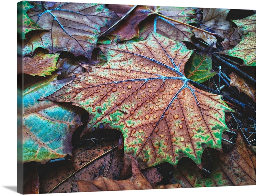 Autumn colored leaves on the ground, covered with rain drops