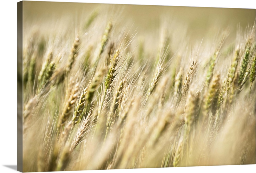 Drying wheat plants in a field.