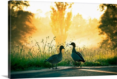 Ducks wandering around early morning in Canberra, Australia.