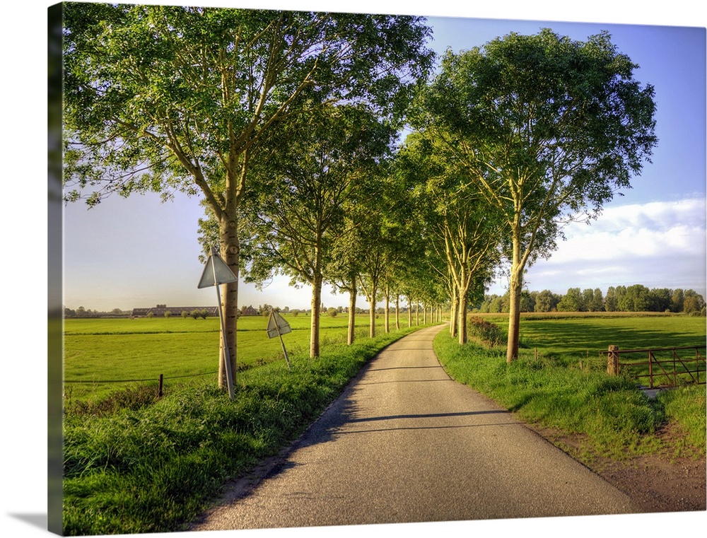 Typical country road in the Netherlands, with on both sides of the road a row of trees, during the golden hour with low su...