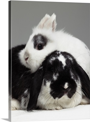 Dwarf-eared rabbit leaning over lop-eared rabbit, close-up