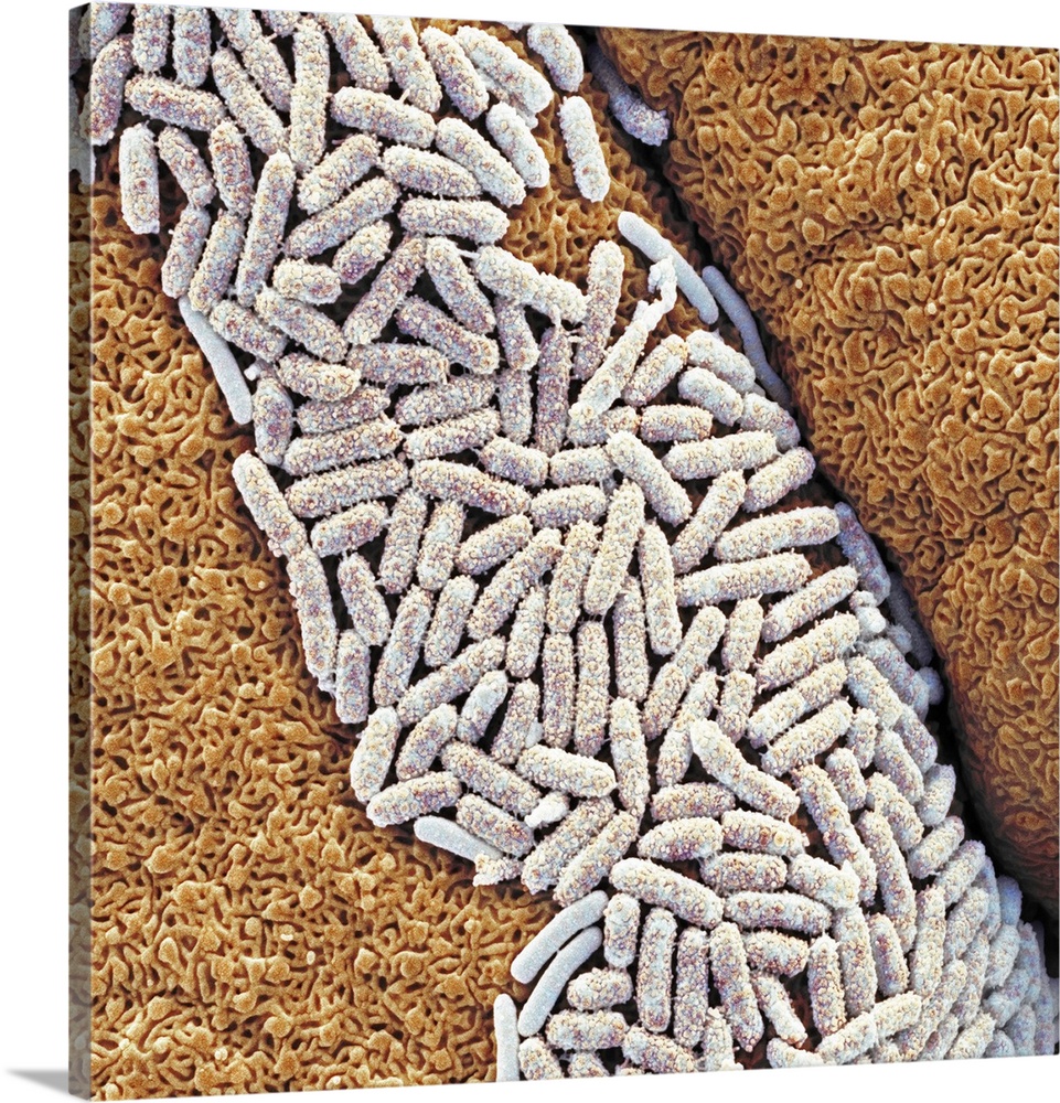 E. coli bacteria. Coloured scanning electron micrograph (SEM) of Escherichia coli bacteria (white) on a gecko's tongue. Ma...