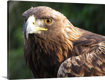 Eagle eye - head and shoulder of golden eagle