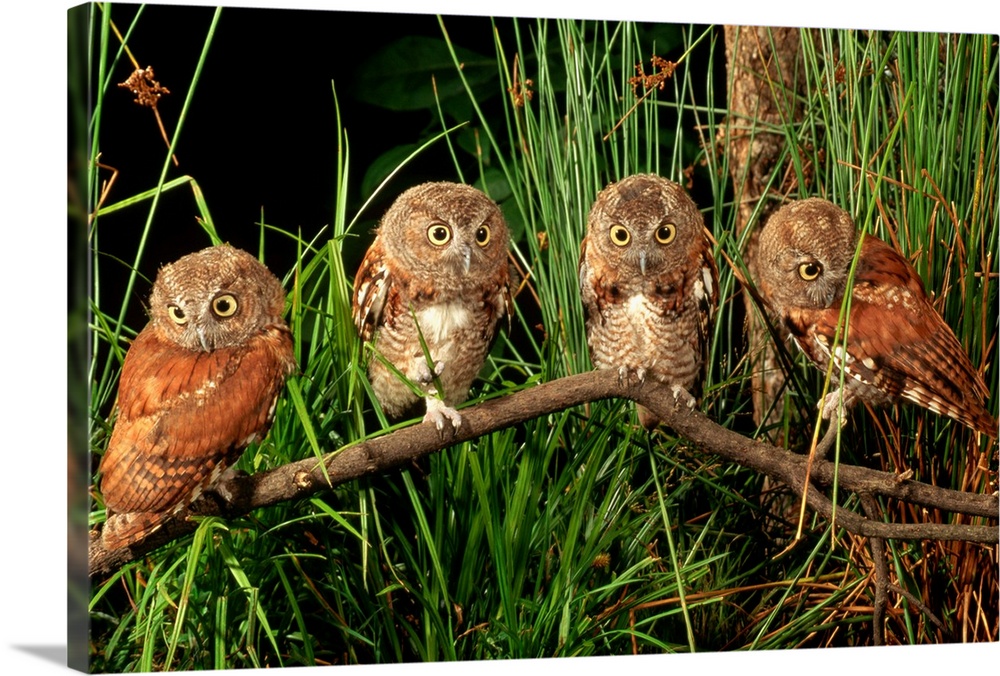 Three month old eastern screech owl fledglings on a branch in tall grass.