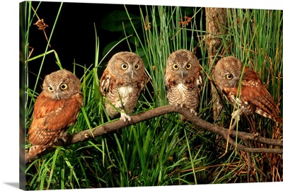 Eastern Screech Owl Fledglings