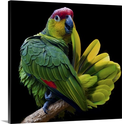 Ecuadorian Red-lored Amazon, amazon parrot native to Ecuador in South America.