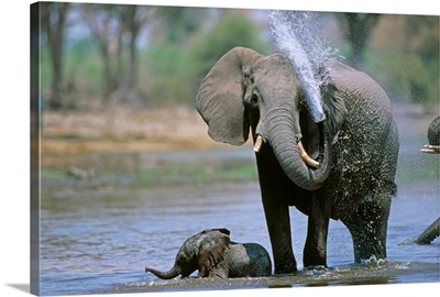 Elephant And Calf Cooling Off In River