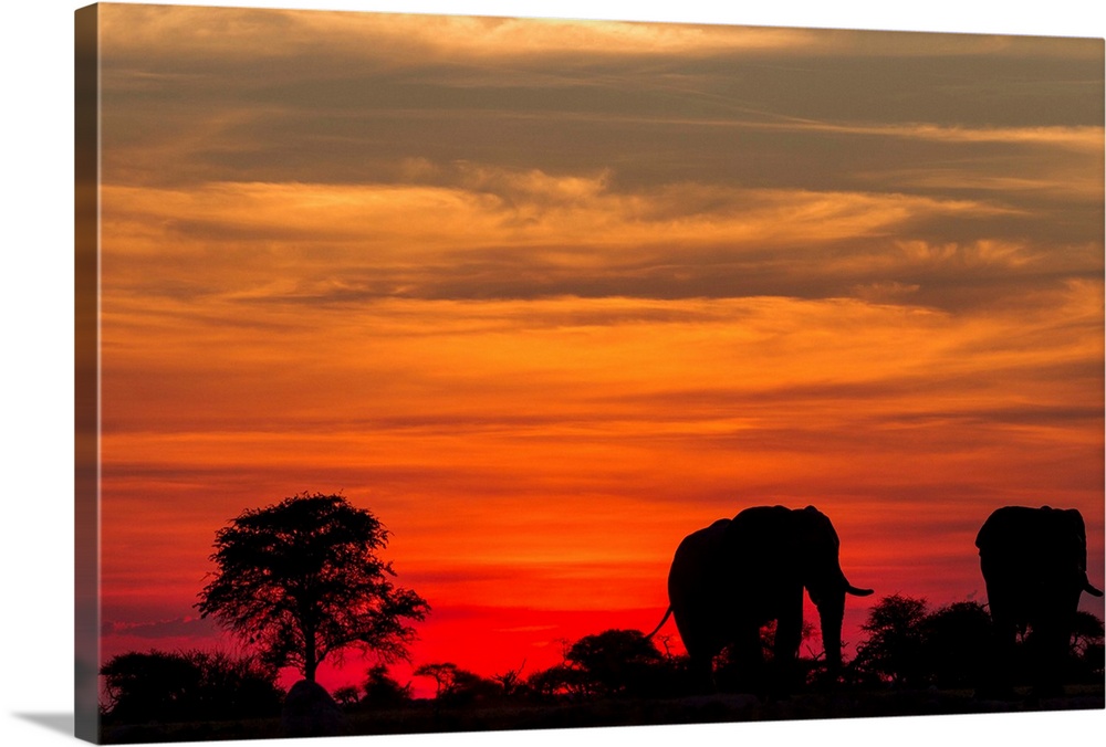 Africa, Botswana, Nxai Pan National Park, Silhouette of Elephant (Loxodonta africana) standing on salt pan beneath sunset-...