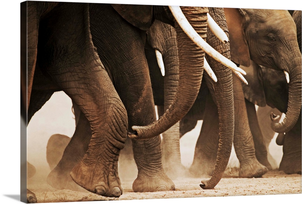 Elephant Herd On The Move