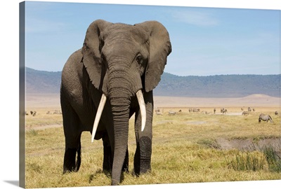 Elephant In Ngorongoro Conservation Area, Tanzania
