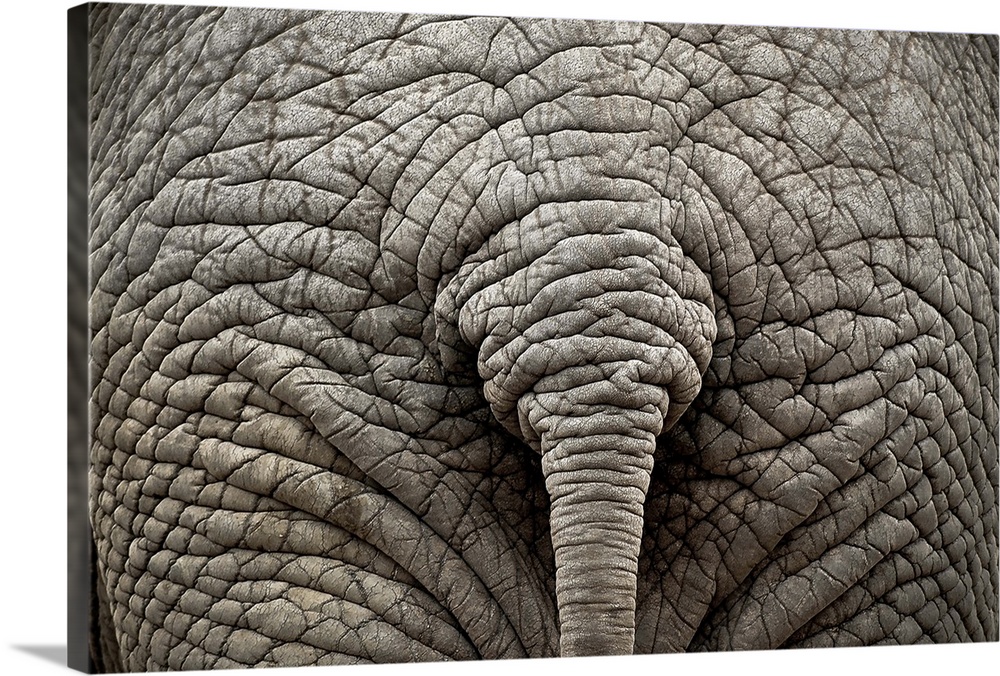 Elephant rear view, back part.
