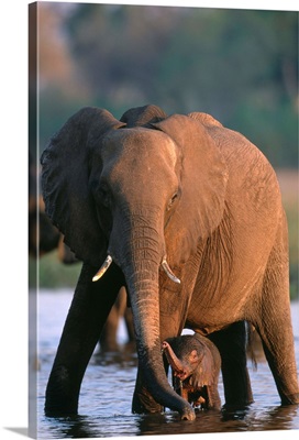Elephant With Calf Wading In River