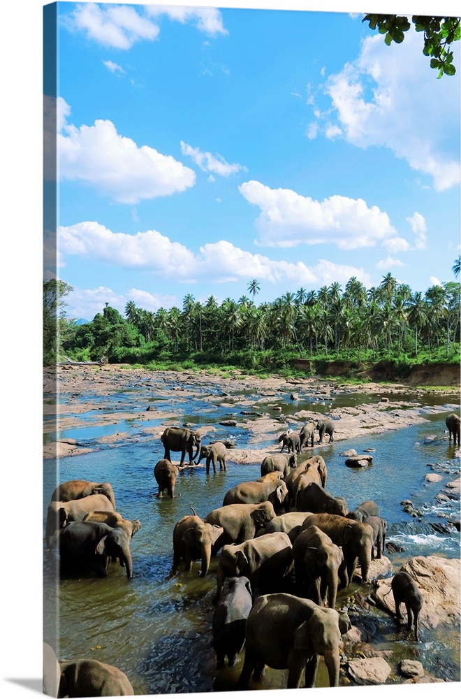 Elephant riverside bathing elephant orphanage in Sri Lanka