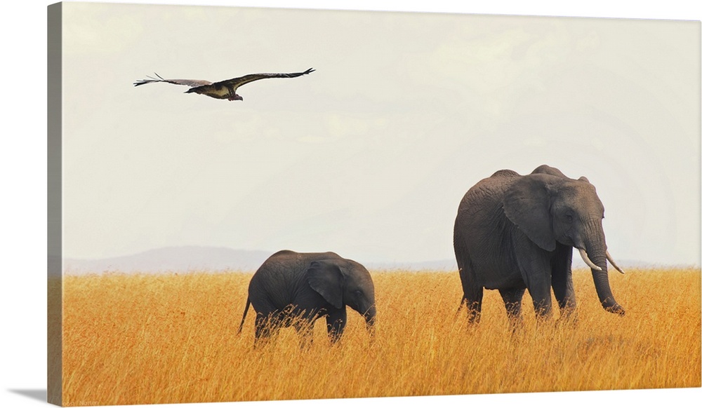 Elephants in grass field with flying lappet, Masai Mara, Kenya.