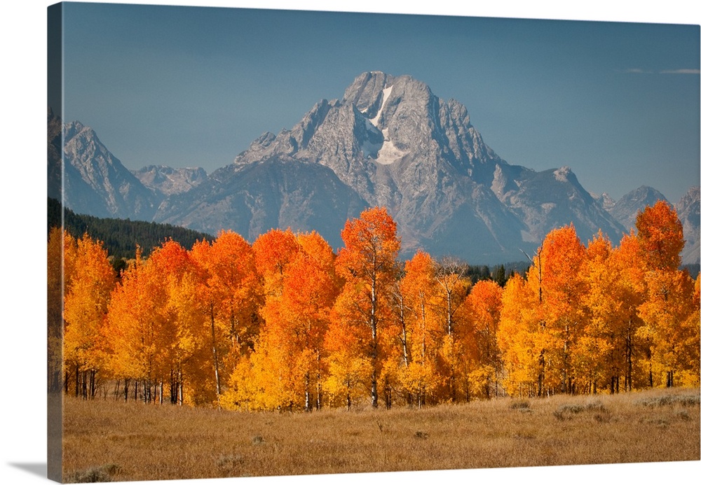 Autumn colors arrive at Oxbow Bend in Grand Teton National Park.