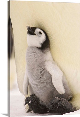 Emperor Penguin Chick On Parent's Feet