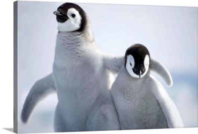 Emperor Penguin Chicks In Antarctica