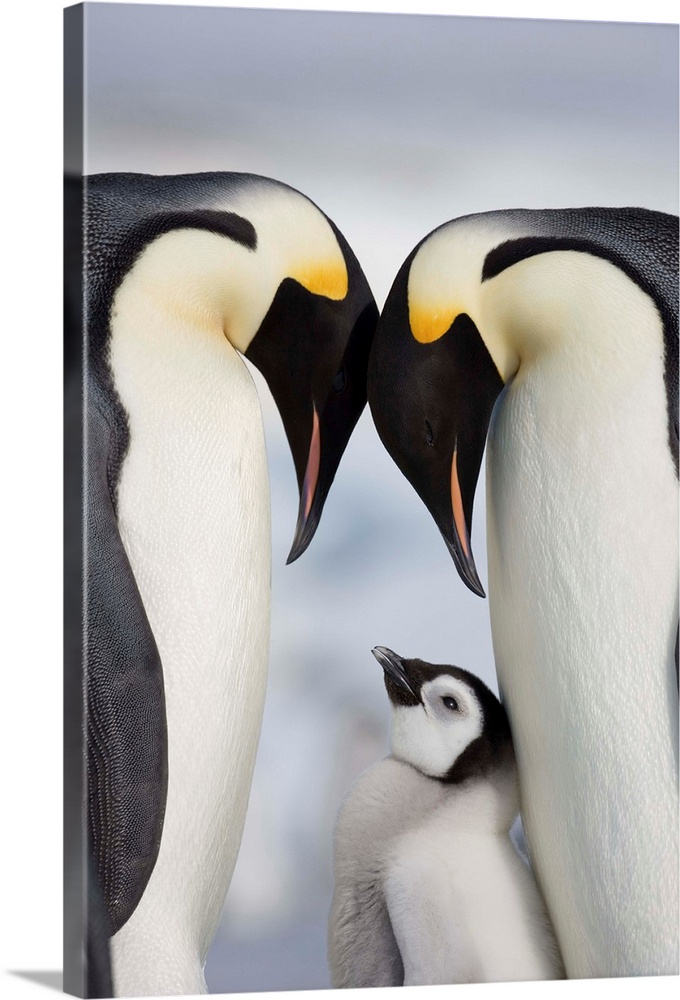 Emperor Penguins And Chick In Antarctica
