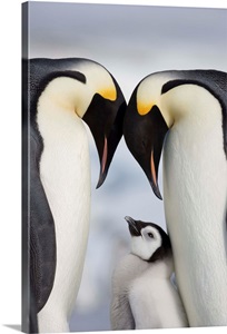 Emperor Penguins And Chick In Antarctica image thumbnail