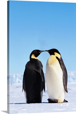 Emperor Penguins Greeting