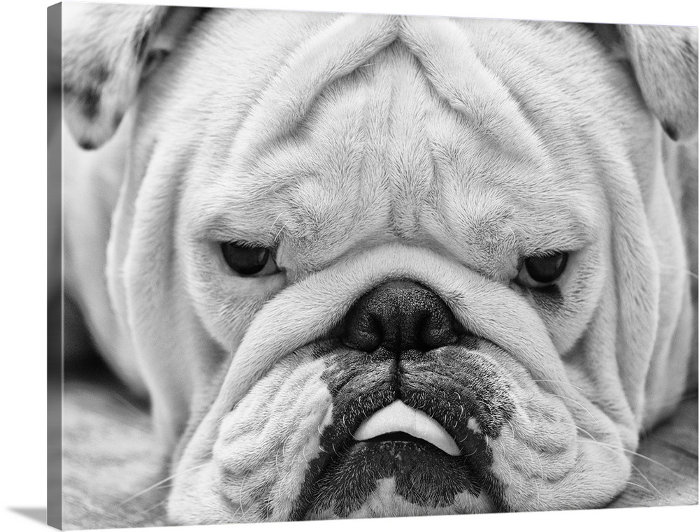 The first close up I've posted of my english bulldog, Tank. Mainly because every time I try to get at ground level to phot...