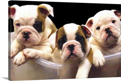 English bulldog puppies inside a clear bin