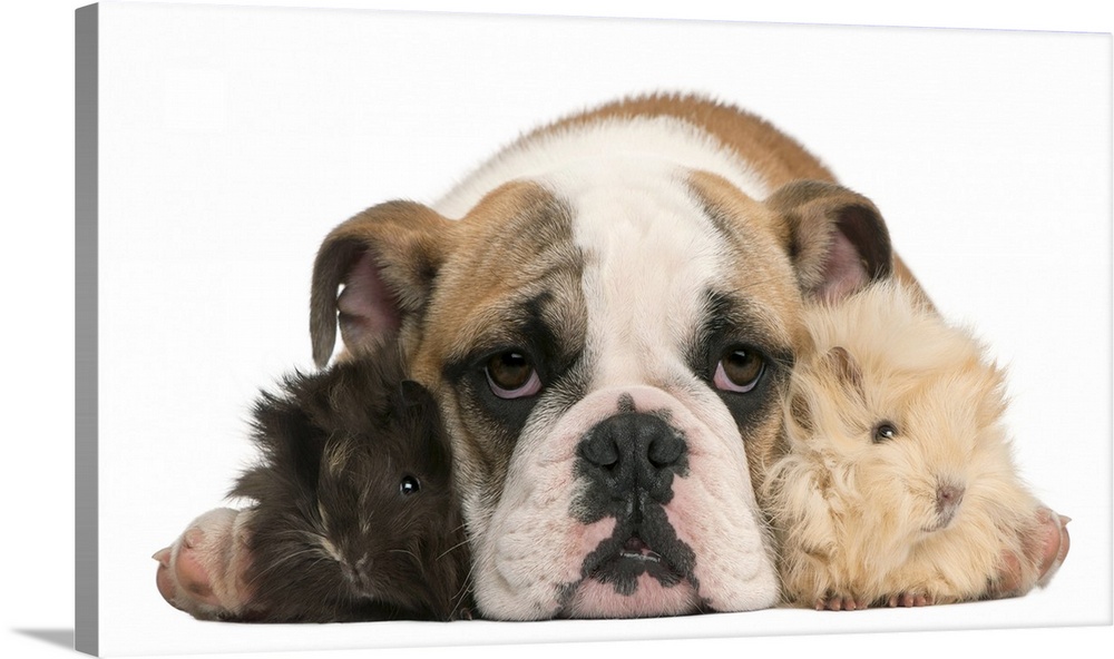 english bulldog puppy (4 months old) and two Young Peruvian guinea pig (2 months old)