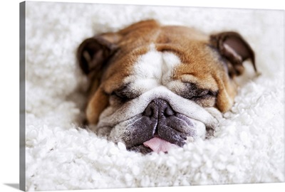 English bulldog sleeping in cute and funny position, wrapped in white blanket.