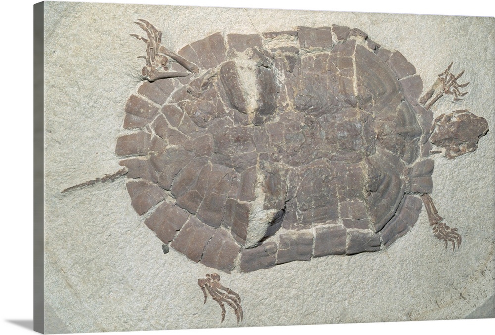 Eocene Echmatemys Fossil Turtle